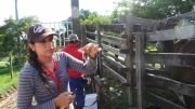 Los sectores de La Patimena, Morichal y Picón, donde alrededor de 120 cabezas de ganado fueron vacunadas y a la vez se seleccionaron 30 novillas aptas para el programa de Paquetes tecnológicos.